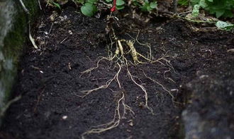 種植人參，做好這五步，可保證高產優質黑參產品