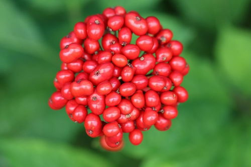 人參果不是人參的果實，別再傻傻分不清楚啦！