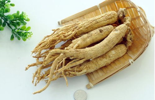 園參、林下山參與西洋參的共同點