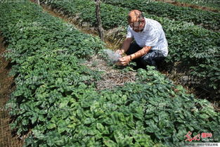 山東榮成 全國參茸產業專家齊聚一堂，為西洋參種植把脈問診