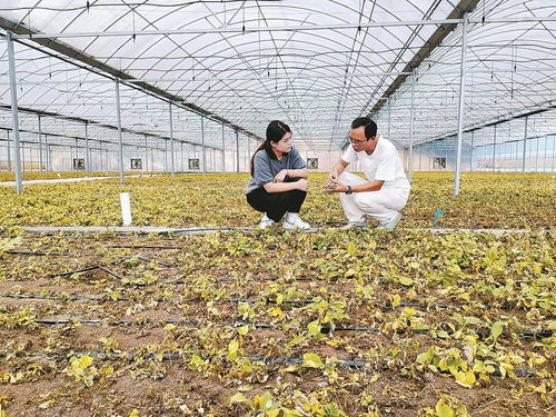 柘榮注入科技，一根參茁壯成長 西洋參產業的現代轉型