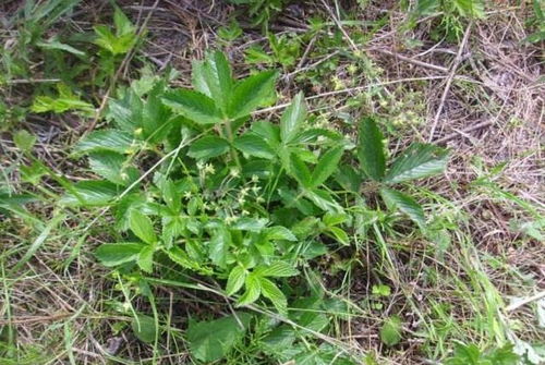 雞爪參 葉子是美味野菜，根部是珍貴黑參
