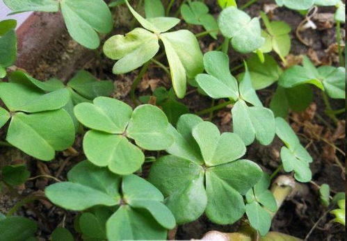 路邊盆栽藏玄機，西洋參根顯驚奇