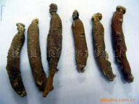 深耕沃土，匠心培育——探索人參種植的綠色未來